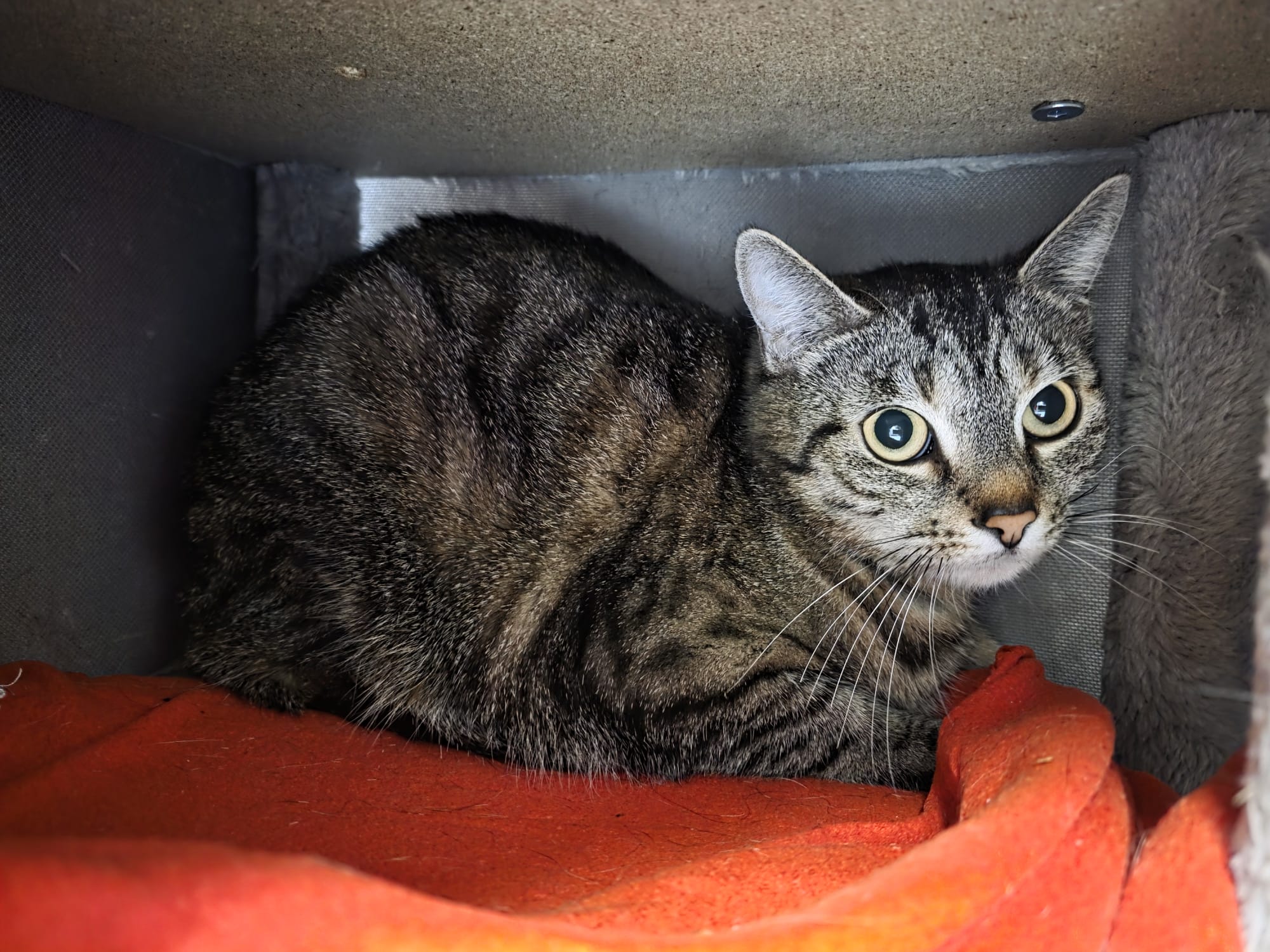 WhatsApp Image 2026-04-05 at 14.49.57.jpeg